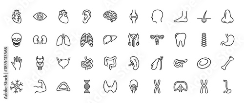 Human anatomy line icon set. Vector pictograms of heart, brain, lungs, kidney, skeleton, stomach, liver, and thyroid, thin outline illustration.