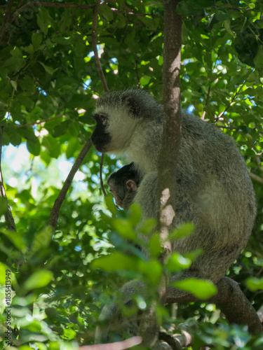 Canvas Print Side profile of  vervet monkey - Chlorocebus pygerythrus - mother holding baby,  Location Cape Vidal, iSimangaliso Wetland Park, KwaZulu Natal, South Africa