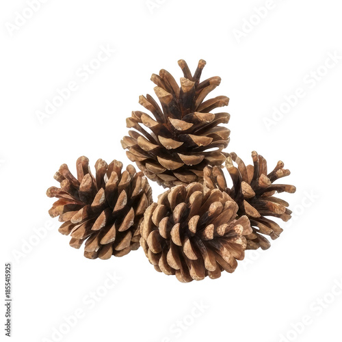 Four pine cones on a png transparent