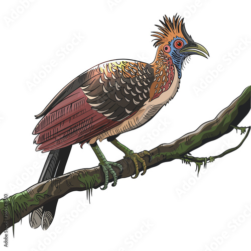 Hoatzin