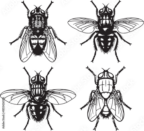 Four different views of flies