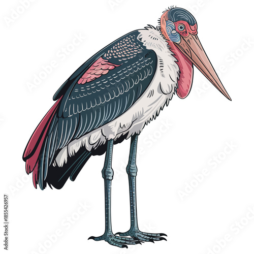 Marabou stork