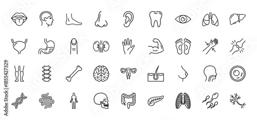 Human anatomy line icon set. Vector pictograms of brain, lungs, stomach, liver, kidney, spine, bone, eye, tooth, ear, dna and muscle, thin outline illustration.