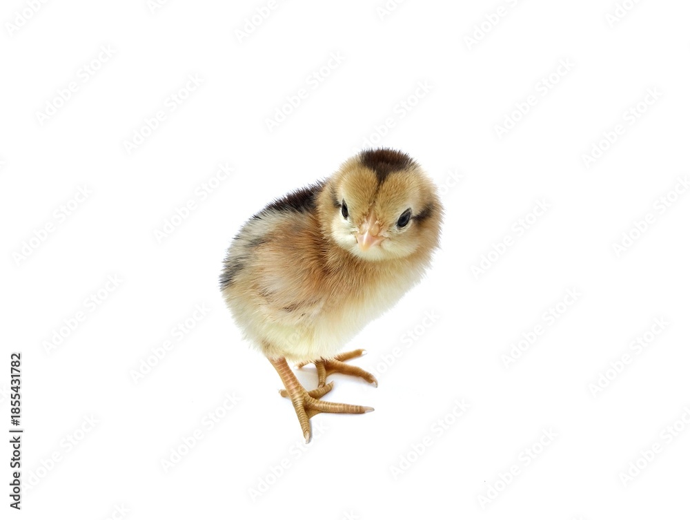 Obraz premium Cute brown baby chick standing isolated on a white background