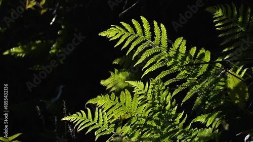 森のシダの葉が冬の日差しに輝くスロー01