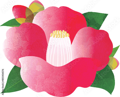 Japanese Red Camellia (Tsubaki) Flower Vector Illustration Isolated on White