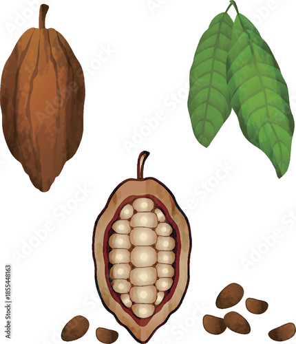 Cacao Pod and Beans Illustration Set. Raw Ingredients for Chocolate and Valentine's Day