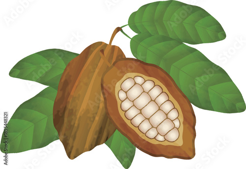 Cacao Pod and Beans Illustration Set. Raw Ingredients for Chocolate and Valentine's Day