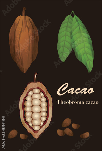 Cacao Pod and Beans Illustration Set. Raw Ingredients for Chocolate and Valentine's Day