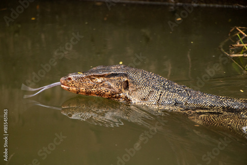 Photography Monitor lizard with tongue out while swimming in the river - Bangkok, Thailand