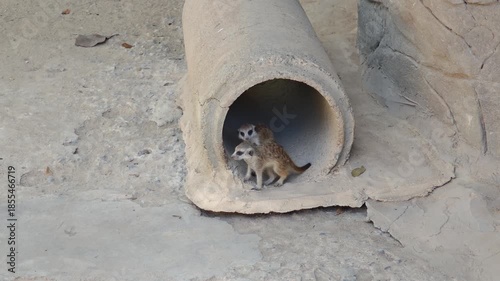 A little meerkat is playing in a concrete pipe.