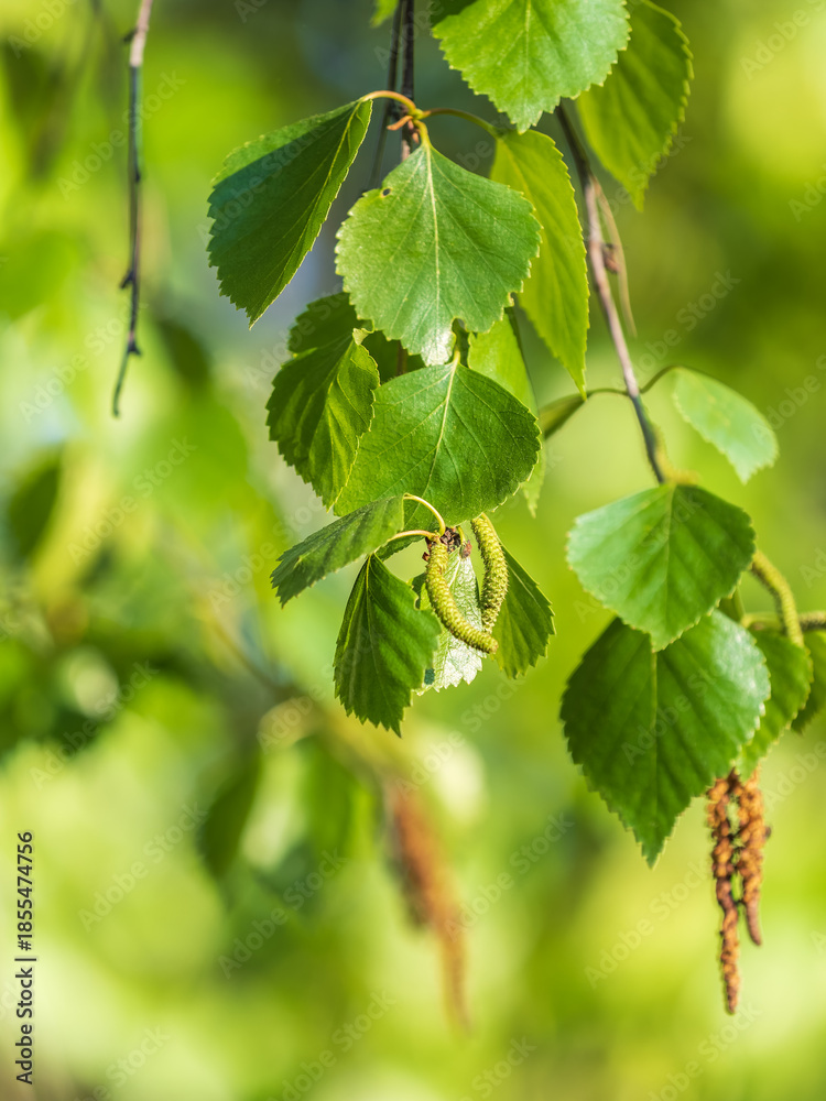 Φωτογραφία Birch branches with fresh green leaves and seeds