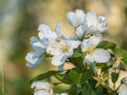 White blossoming apple trees in the sunset light. Spring season, spring colors.
