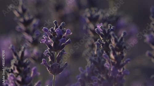 Lavender flowers field, close up vibrant purple aromatic plants swaying gently in a serene agricultural setting during a peaceful sunset