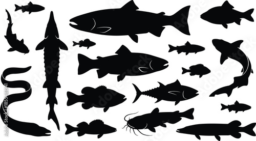 Fish silhouettes set black collection freshwater and river species vector illustration isolated on white background for fishing wildlife design