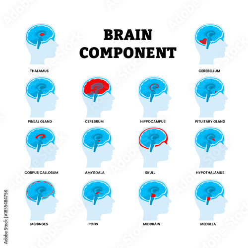 Different types of brain component types set collection. Labeled thalamus, cerebellum, pineal gland, cerebrum, hippocampus, amygdala, skull, hypothalamus, meninges, pons, midbrain, medulla, corpus.
