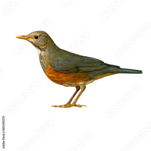 Black-breasted Thrush female shown in side profile, displaying soft olive tones, warm orange underparts, and a calm stance on a white background