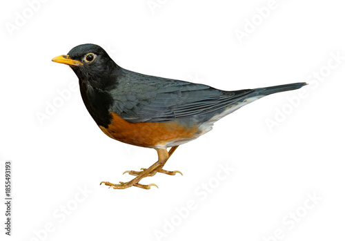 Black-breasted Thrush male standing in profile, showing glossy black head, rich orange belly, and sharp yellow bill against a white background