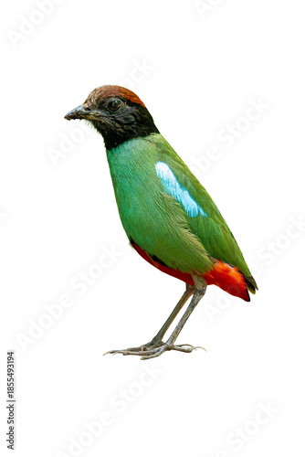 Hooded Pitta standing upright, showcasing emerald green plumage, black hooded head, and bright red undertail on a white background