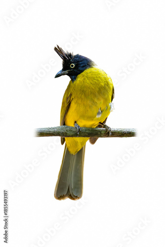 Black-crested Bulbul perched calmly, displaying bright yellow body, bold black crest, and alert gaze against a clean white background