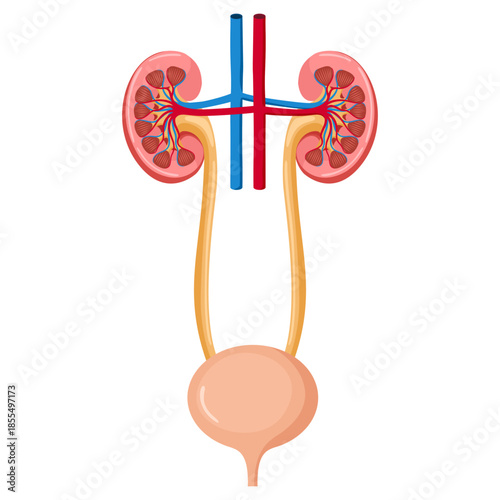 Urinary system illustration for education 