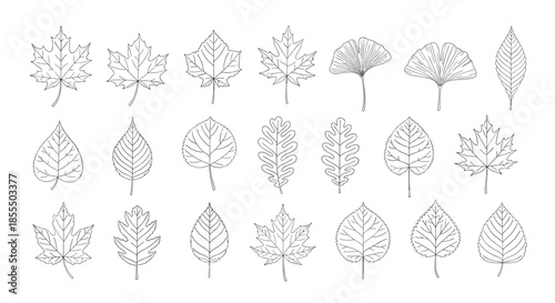 A large set of various autumn leaves, including maple and oak, in a black and white dotted and dashed line art style.