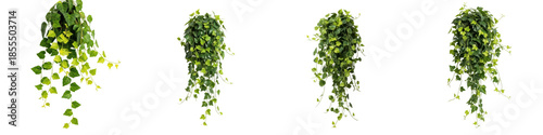 Set of Hanging Ivy Plants with Lush Green Vines, Oil Paint Style, Isolated on Transparent Background, PNG
