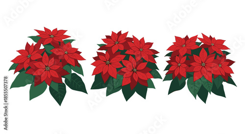 Vector illustration set of three vibrant red poinsettia flower arrangements, a classic symbol of the Christmas holiday season, on a white background.