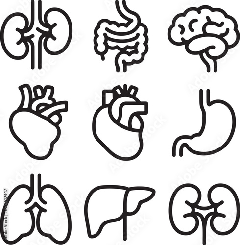 Medical Line Icons Illustrating Essential Human Internal Organs