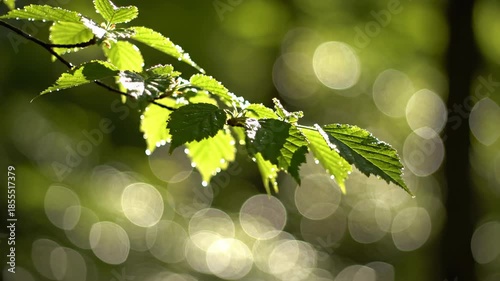 Extreme slow motion close-up of small shimmering green leaves gently swaying in the diffused sunlight creating intense natural bokeh and a tranquil mood swaying, freshness, scenery