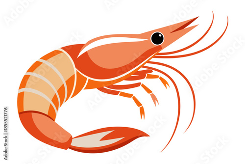 vector illustration of shrimp
