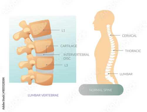 Good Posture - Healthy Spine Anatomy - Stock Illustration