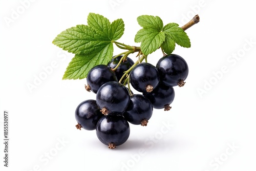 Photorealistic Blackcurrant Branch with Berries and Leaves Isolated on White