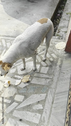chinese crested dog