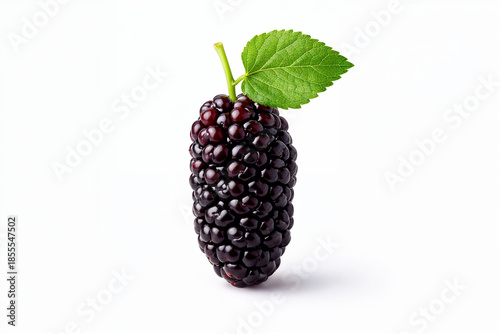 Photorealistic Mulberry Fruit with Leaf Attached Isolated on White