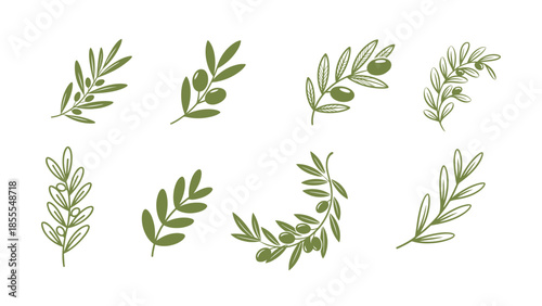 A collection of olive branches and olives depicted in a simple botanical illustration style