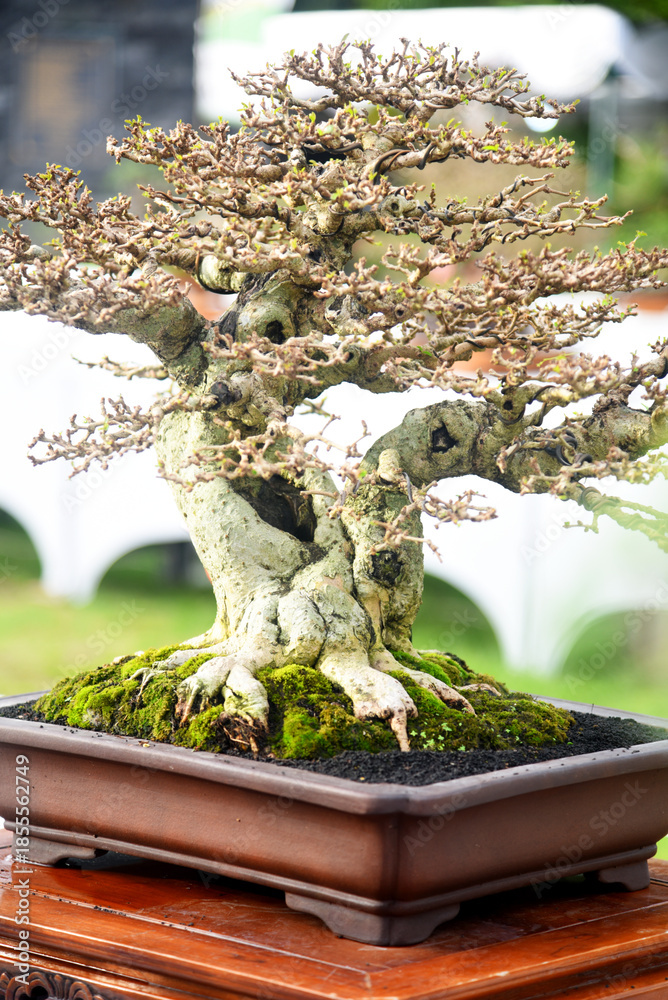 Fototapeta premium Bonsai tree in details and close up