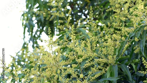 Mango flower clusters blooming on mango tree branches under natural sunlight. Concept of tropical agriculture, fruit cultivation, pollination stage, seasonal growth, farming, tfood production