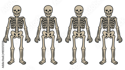 Four cartoon human skeletons standing in a row against a white background
