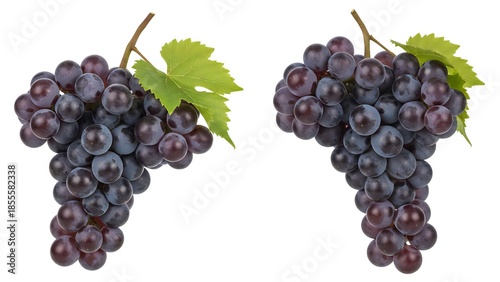 Fresh Purple Grapes Cluster with Leaves - Still Life