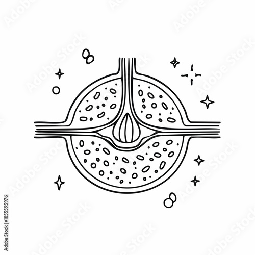 Scientific biological structure cross-section doodle illustration