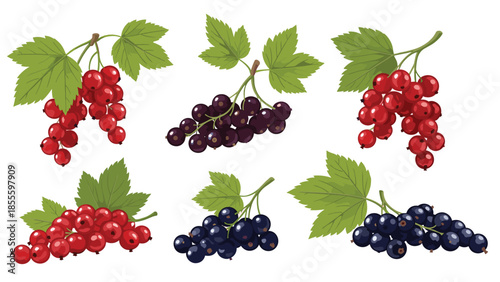 A collection of ripe red and black currant bunches with green leaves, illustrated in a realistic and detailed vector style.