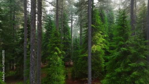 Wallpaper Mural Lush Pine Forest Flythrough Torontodigital.ca