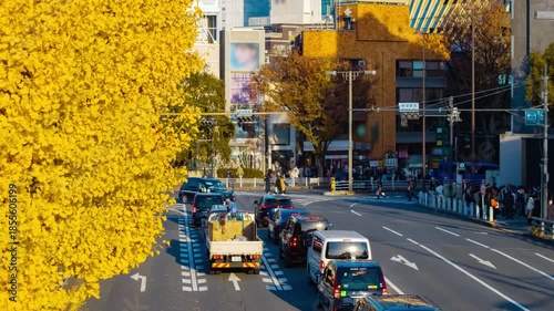 A timelapse of traffic jam at the yellow gingko street in autumn telephoto shot tilt