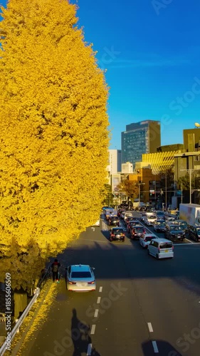 A timelapse of traffic jam at the yellow gingko street in autumn panning