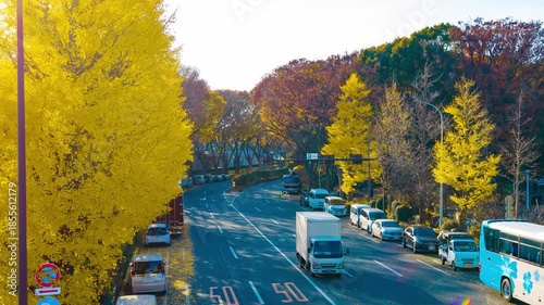 A timelapse of traffic jam at the yellow gingko street in autumn wide shot zoom