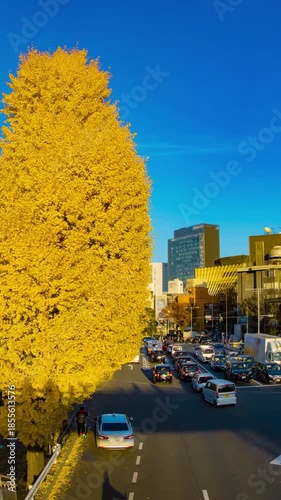A timelapse of traffic jam at the yellow gingko street in autumn zoom