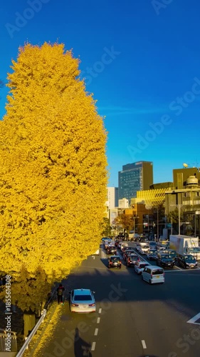 A timelapse of traffic jam at the yellow gingko street in autumn tilt