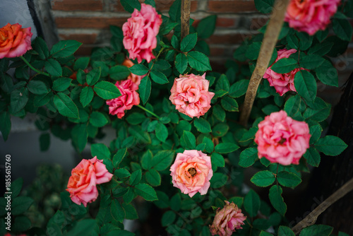 A beautiful garden scene with red and pink roses blooming on a rose bush among green leaves