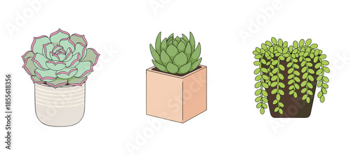 Succulent plants in decorative ceramic pots collection, variety of green cacti and trailing plants for modern home garden decor